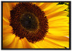 große Sonnenblume auf Leinwandbild gerahmt Größe 100x70