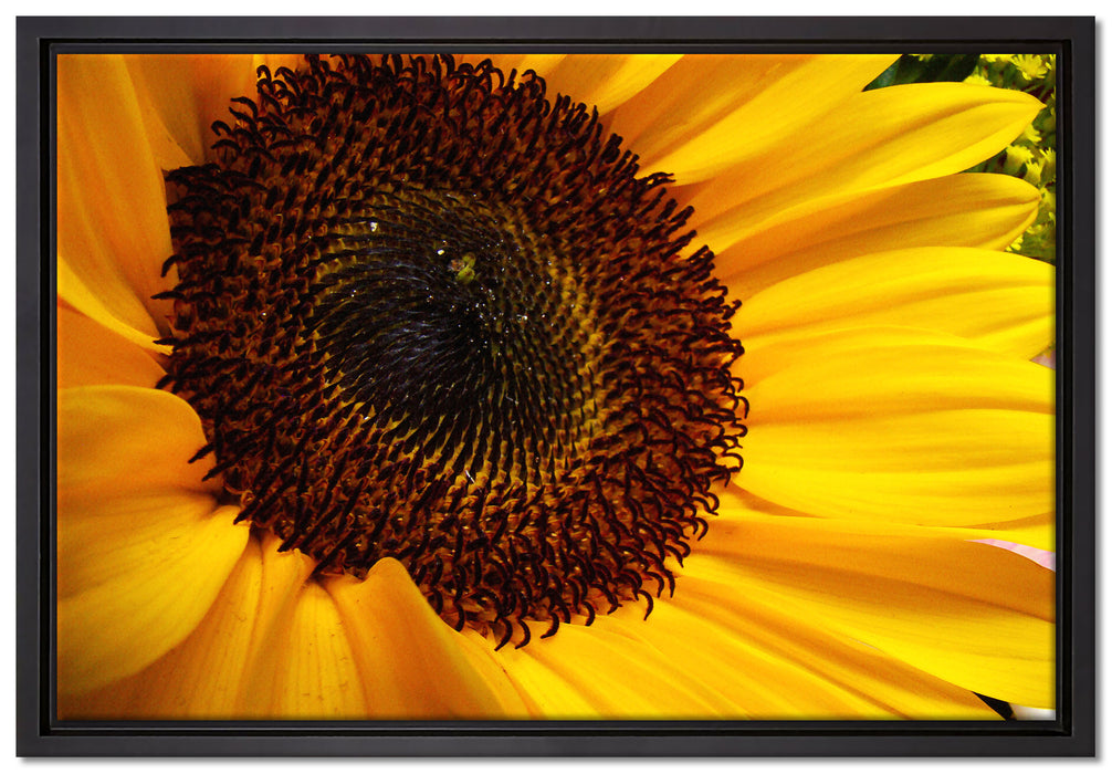 große Sonnenblume auf Leinwandbild gerahmt Größe 60x40
