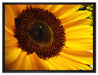 große Sonnenblume auf Leinwandbild gerahmt Größe 80x60