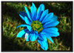 schöne blaue Blüte auf Leinwandbild gerahmt Größe 100x70