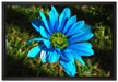 schöne blaue Blüte auf Leinwandbild gerahmt Größe 60x40