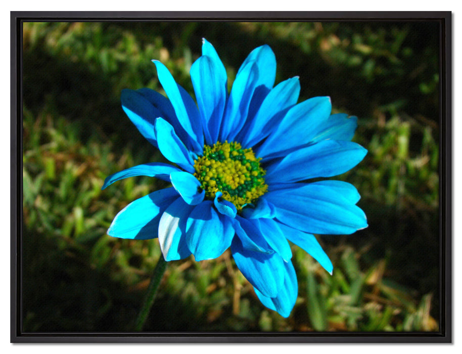 schöne blaue Blüte auf Leinwandbild gerahmt Größe 80x60