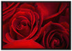 rote Rosen auf Leinwandbild gerahmt Größe 100x70