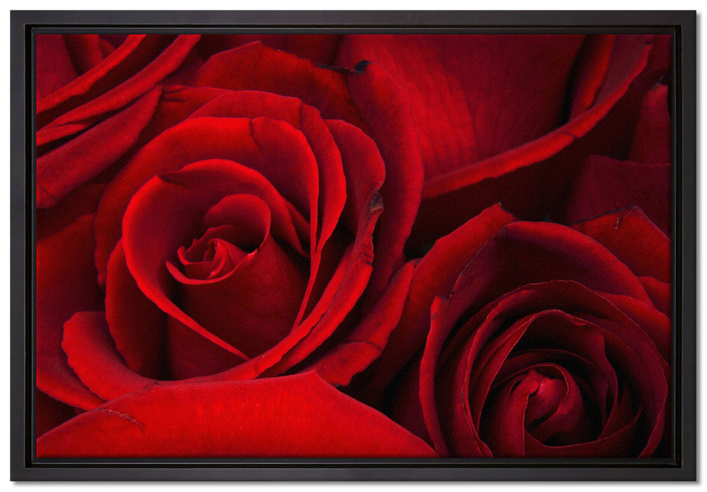 rote Rosen auf Leinwandbild gerahmt Größe 60x40