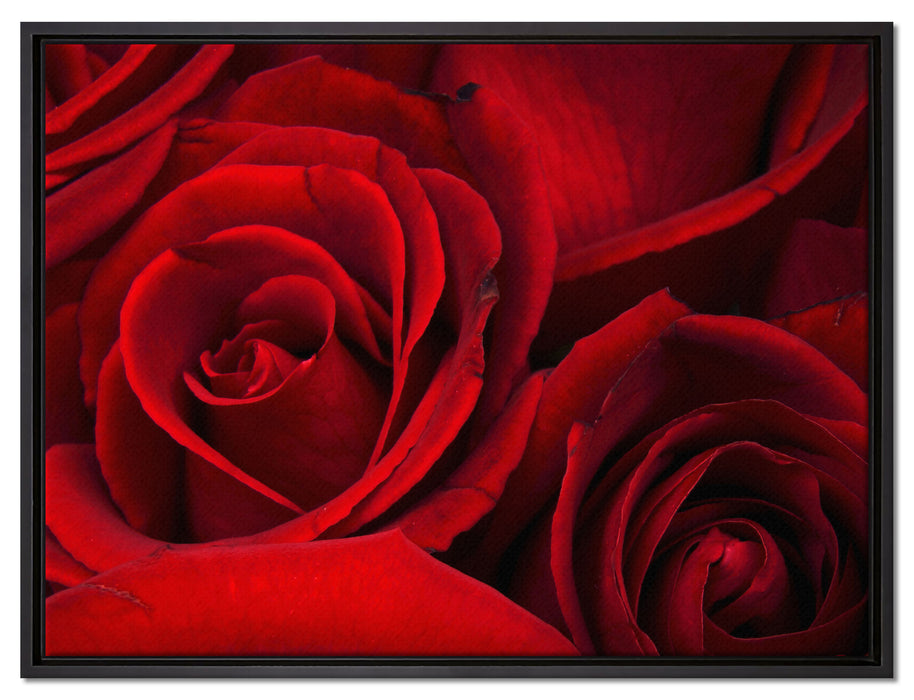 rote Rosen auf Leinwandbild gerahmt Größe 80x60