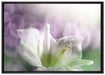 Sanfte Weiße Lilie auf Leinwandbild gerahmt Größe 100x70