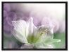 Sanfte Weiße Lilie auf Leinwandbild gerahmt Größe 80x60