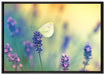 Schmetterling auf Lavendel auf Leinwandbild gerahmt Größe 100x70