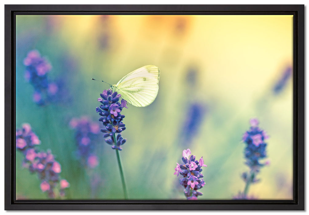 Schmetterling auf Lavendel auf Leinwandbild gerahmt Größe 60x40