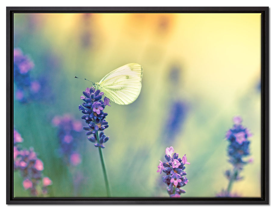 Schmetterling auf Lavendel auf Leinwandbild gerahmt Größe 80x60