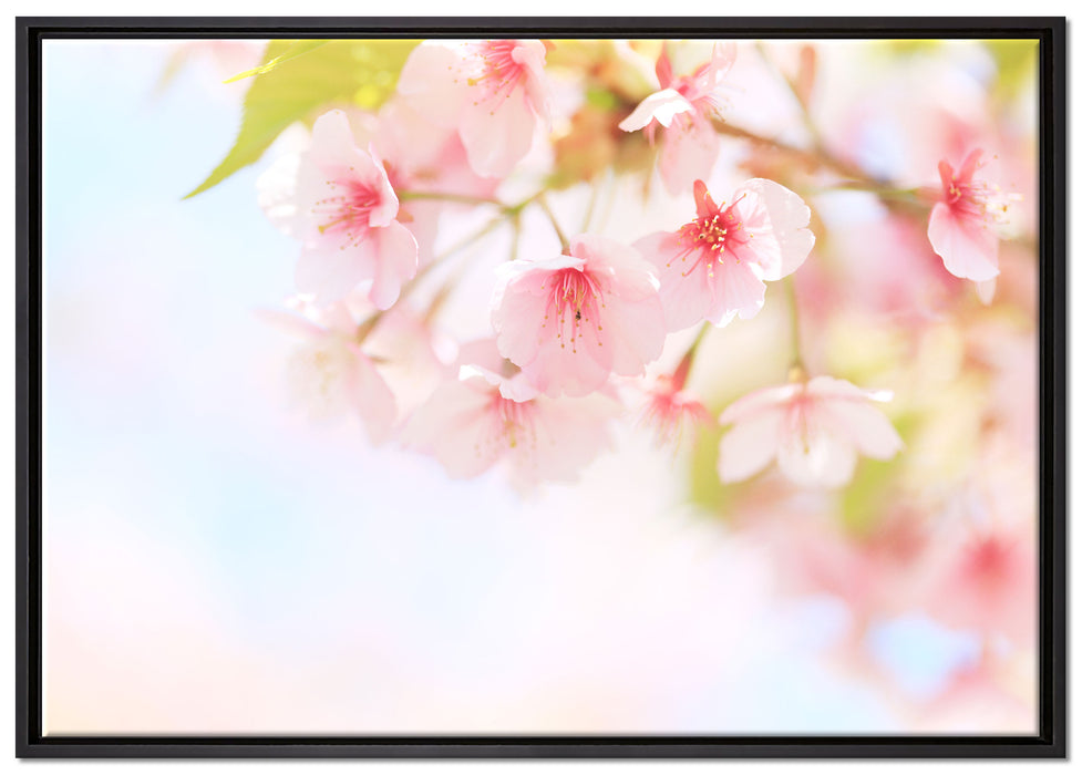 Kirschblüten an Baum auf Leinwandbild gerahmt Größe 100x70