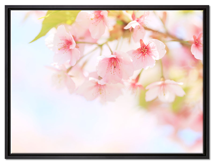 Kirschblüten an Baum auf Leinwandbild gerahmt Größe 80x60