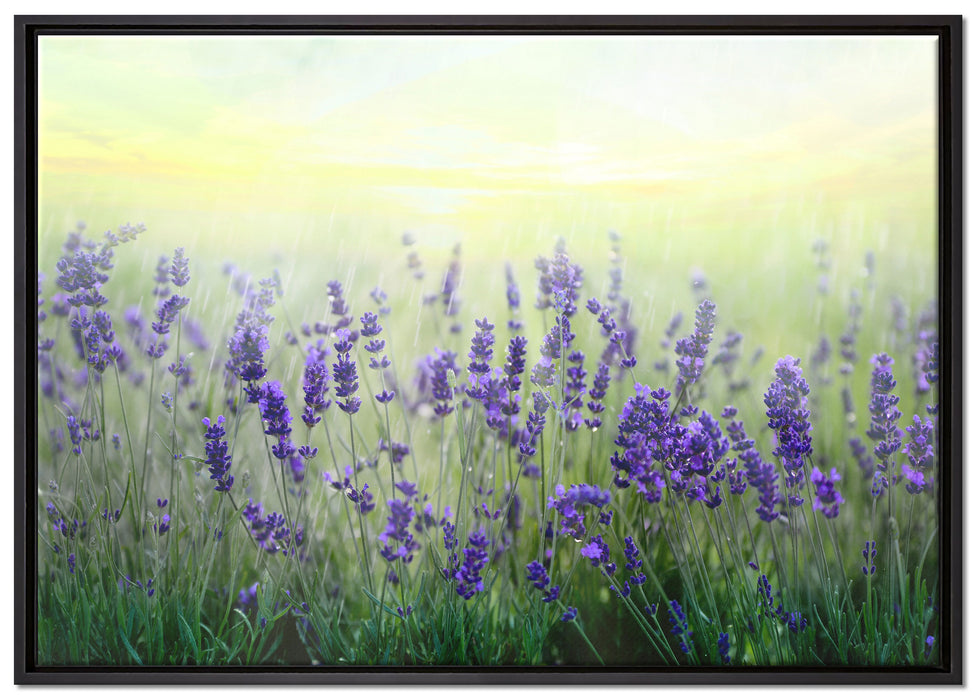 Schöner Lavendel im Regen auf Leinwandbild gerahmt Größe 100x70