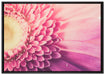Wunderschöne Gerbera Blüte auf Leinwandbild gerahmt Größe 100x70