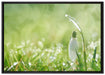 Schneeglöckchen auf Frühlingswiese auf Leinwandbild gerahmt Größe 100x70