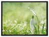 Schneeglöckchen auf Frühlingswiese auf Leinwandbild gerahmt Größe 80x60
