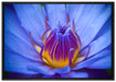 Exotische Lila Blüte auf Leinwandbild gerahmt Größe 100x70