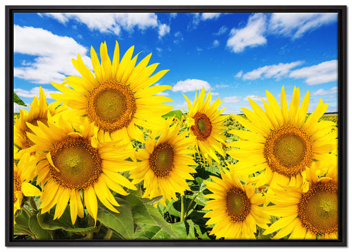 Sonnenblumenwiese unter Himmel auf Leinwandbild gerahmt Größe 100x70