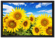 Sonnenblumenwiese unter Himmel auf Leinwandbild gerahmt Größe 60x40