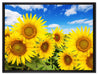 Sonnenblumenwiese unter Himmel auf Leinwandbild gerahmt Größe 80x60