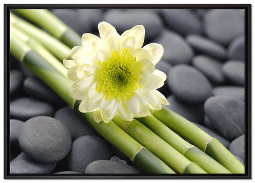 Kleine Blüte auf Bambus auf Leinwandbild gerahmt Größe 100x70