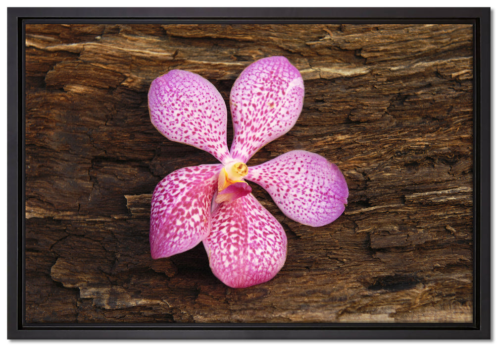 Orchidee Blüte auf Rinde auf Leinwandbild gerahmt Größe 60x40