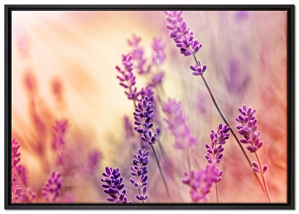 Eleganter Lavendel auf Leinwandbild gerahmt Größe 100x70