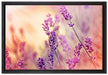 Eleganter Lavendel auf Leinwandbild gerahmt Größe 60x40