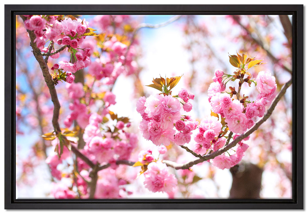 Schöne Kirschblüten auf Leinwandbild gerahmt Größe 60x40