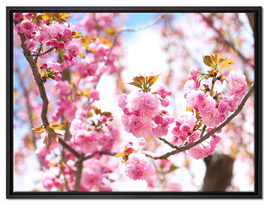 Schöne Kirschblüten auf Leinwandbild gerahmt Größe 80x60