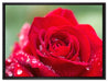 Rose mit Wassertropfen auf Leinwandbild gerahmt Größe 80x60