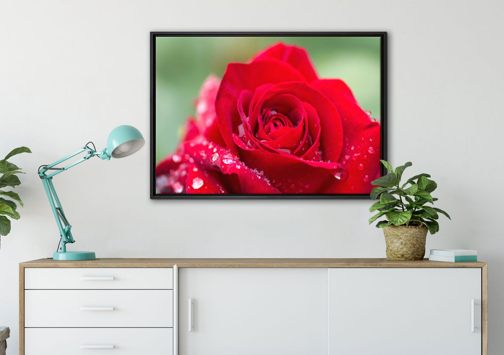 Rose mit Wassertropfen auf Leinwandbild gerahmt verschiedene Größen im Wohnzimmer