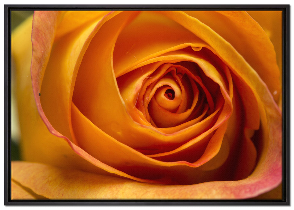 Anmutige gelbe geschlossene Rose auf Leinwandbild gerahmt Größe 100x70