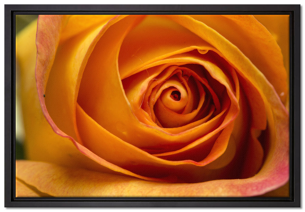 Anmutige gelbe geschlossene Rose auf Leinwandbild gerahmt Größe 60x40