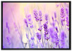 Lavendel im Retro Look auf Leinwandbild gerahmt Größe 100x70