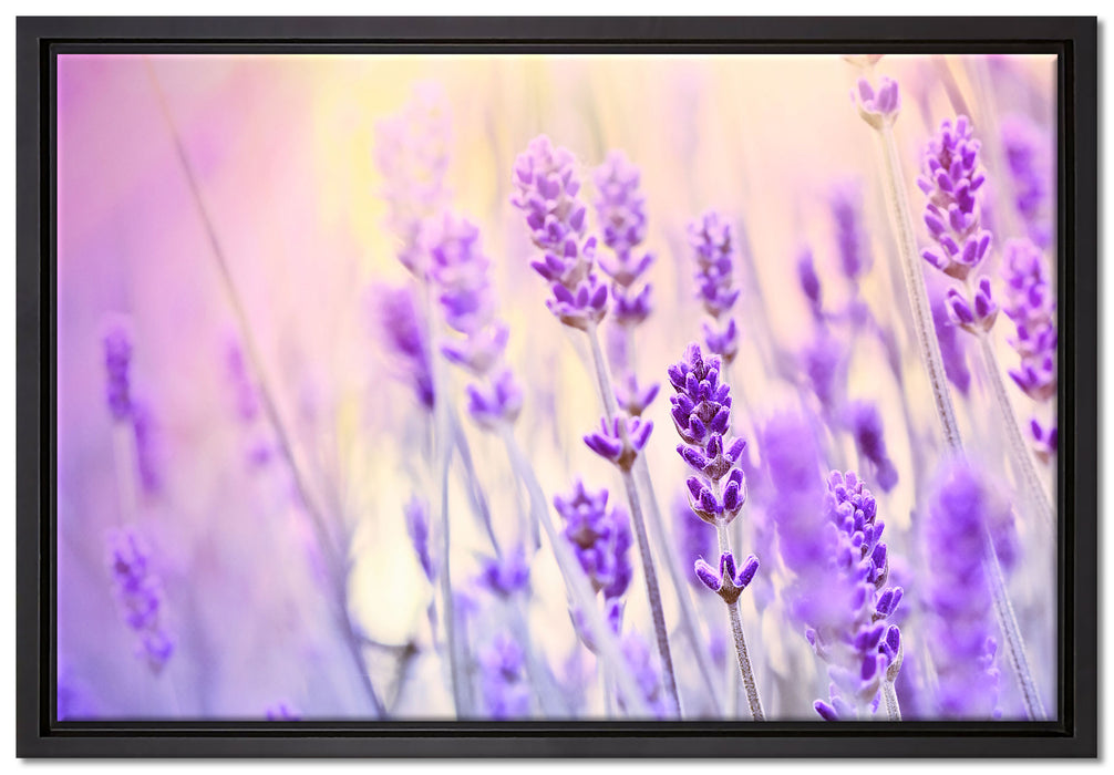 Lavendel im Retro Look auf Leinwandbild gerahmt Größe 60x40