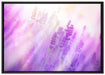 Schöner Lavendel im sanften Licht auf Leinwandbild gerahmt Größe 100x70
