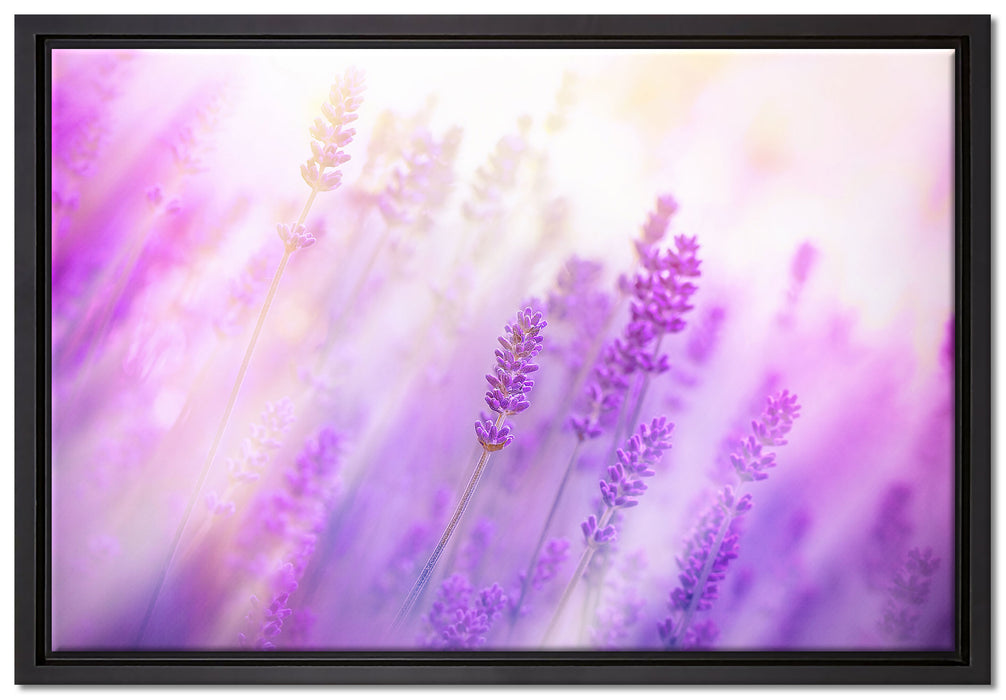 Schöner Lavendel im sanften Licht auf Leinwandbild gerahmt Größe 60x40