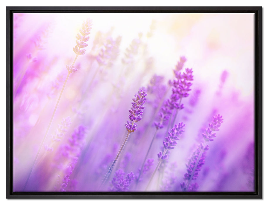 Schöner Lavendel im sanften Licht auf Leinwandbild gerahmt Größe 80x60