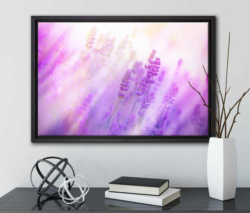 Schöner Lavendel im sanften Licht auf Leinwandbild gerahmt mit Kirschblüten