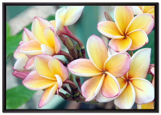 Monoi Blüten auf Hawaii auf Leinwandbild gerahmt Größe 100x70