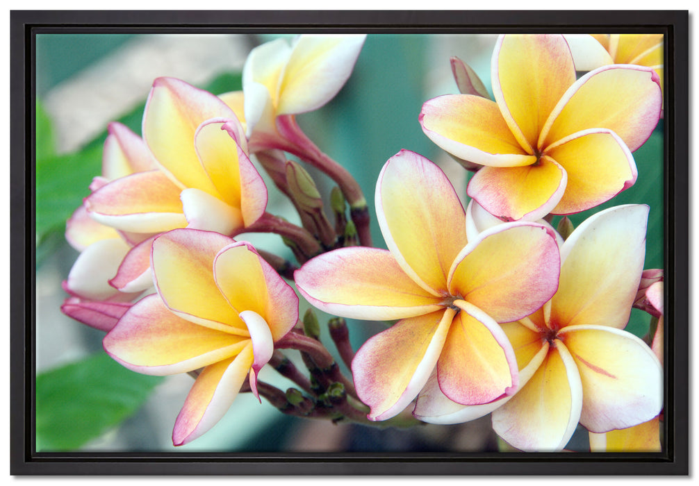 Monoi Blüten auf Hawaii auf Leinwandbild gerahmt Größe 60x40