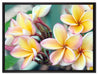 Monoi Blüten auf Hawaii auf Leinwandbild gerahmt Größe 80x60