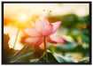Lotus im Abendlicht auf Leinwandbild gerahmt Größe 100x70