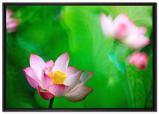 Wunderschöne Lotusblüten auf Leinwandbild gerahmt Größe 100x70