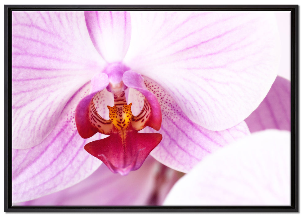 Prächtige Rosa Orchidee auf Leinwandbild gerahmt Größe 100x70