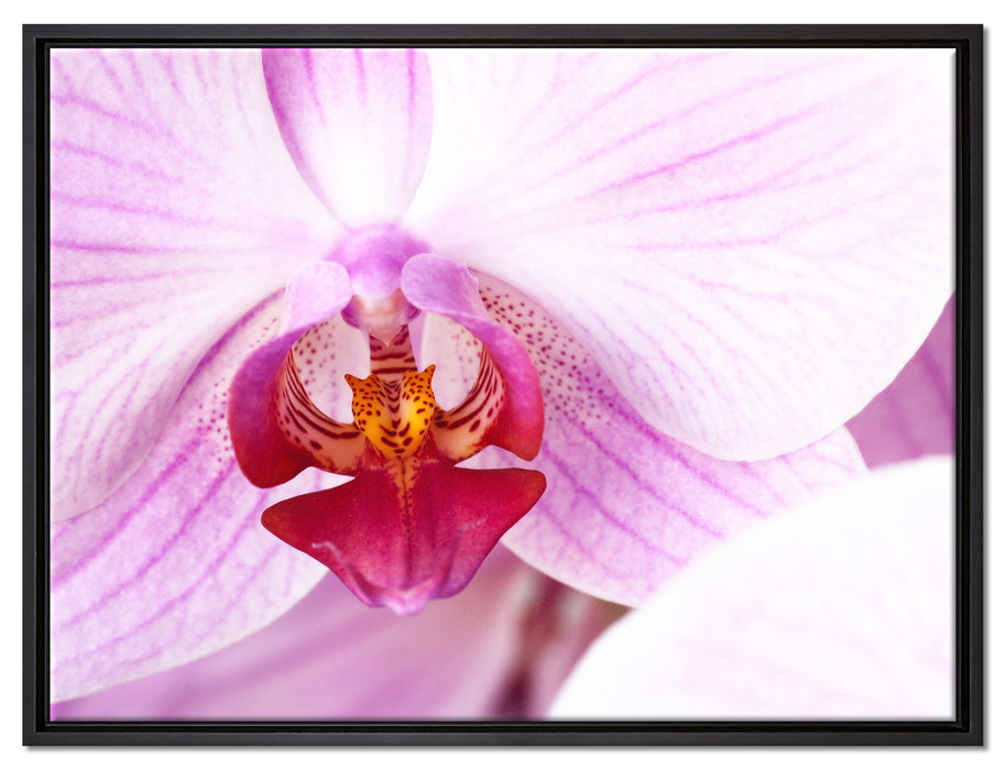 Prächtige Rosa Orchidee auf Leinwandbild gerahmt Größe 80x60