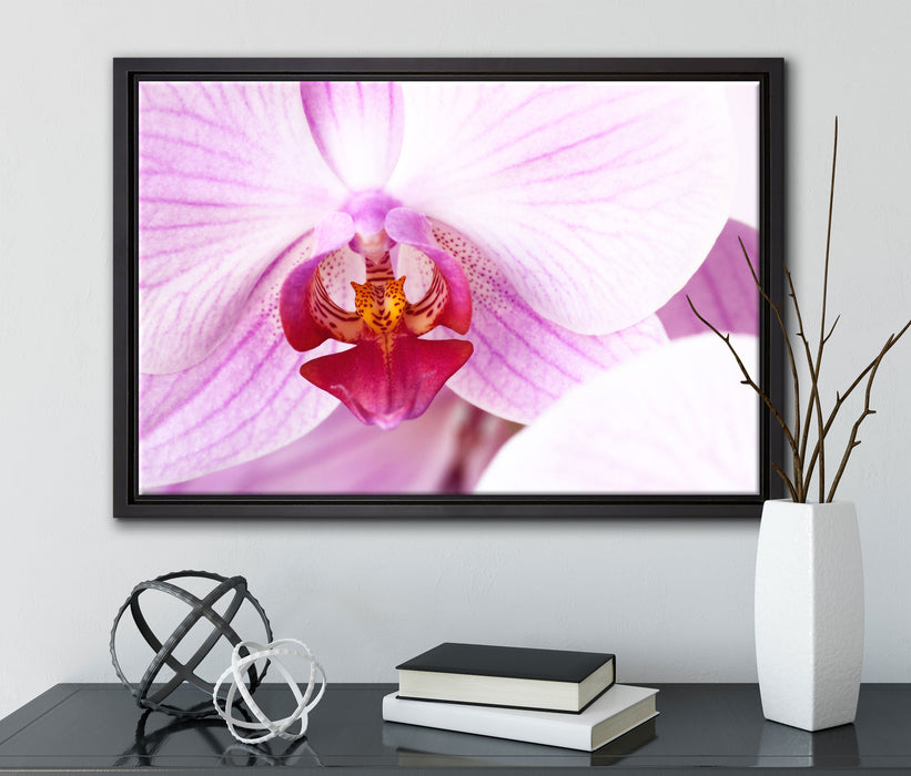 Prächtige Rosa Orchidee auf Leinwandbild gerahmt mit Kirschblüten