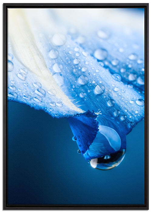 Regentropfen auf Blütenblättern auf Leinwandbild gerahmt Größe 100x70