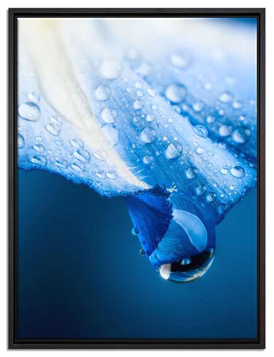 Regentropfen auf Blütenblättern auf Leinwandbild gerahmt Größe 80x60